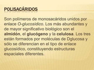 POLISACÁRIDOS
Son polímeros de monosacáridos unidos por
enlace O-glucosídico. Los más abundantes y
de mayor significativo biológico son el
almidón, el glucógeno y la celulosa. Los tres
están formados por moléculas de Dglucosa y
sólo se diferencian en el tipo de enlace
glucosídico, constituyendo estructuras
espaciales diferentes.
 