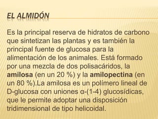 EL ALMIDÓN
Es la principal reserva de hidratos de carbono
que sintetizan las plantas y es también la
principal fuente de glucosa para la
alimentación de los animales. Está formado
por una mezcla de dos polisacáridos, la
amilosa (en un 20 %) y la amilopectina (en
un 80 %).La amilosa es un polímero lineal de
D-glucosa con uniones α-(1-4) glucosídicas,
que le permite adoptar una disposición
tridimensional de tipo helicoidal.
 
