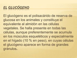 EL GLUCÓGENO
El glucógeno es el polisacárido de reserva de
glucosa en los animales y constituye el
equivalente al almidón en las células
vegetales. Se halla presente en todas las
células, aunque preferentemente se acumula
en los músculos esqueléticos y especialmente
en el hígado (10 % en peso), en cuyas células
el glucógeno aparece en forma de grandes
gránulos.
 