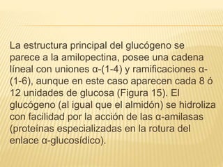 La estructura principal del glucógeno se
parece a la amilopectina, posee una cadena
líneal con uniones α-(1-4) y ramificaciones α-
(1-6), aunque en este caso aparecen cada 8 ó
12 unidades de glucosa (Figura 15). El
glucógeno (al igual que el almidón) se hidroliza
con facilidad por la acción de las α-amilasas
(proteínas especializadas en la rotura del
enlace α-glucosídico).
 