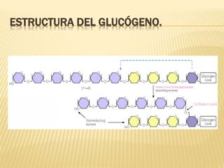 ESTRUCTURA DEL GLUCÓGENO.
 