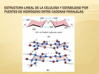 ESTRUCTURA LINEAL DE LA CELULOSA Y ESTABILIDAD POR
PUENTES DE HIDRÓGENO ENTRE CADENAS PARALELAS.
 