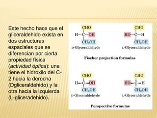 Este hecho hace que el
gliceraldehido exista en
dos estructuras
espaciales que se
diferencian por cierta
propiedad física
(actividad óptica): una
tiene el hidroxilo del C-
2 hacia la derecha
(Dgliceraldehido) y la
otra hacia la izquierda
(L-gliceradehido).
 