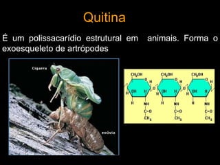 Quitina
É um polissacarídio estrutural em   animais. Forma o
exoesqueleto de artrópodes
 