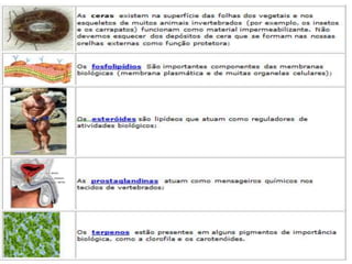 
 Além desses dois tipos fundamentais de lipídios,
existem outros que devem ser lembrados pelas
funções que exercem nos seres vivos. São as ceras, os
fosfolipídios, os esteróides, as prostaglandinas e os
terpenos.
LIPÍDIOS
 