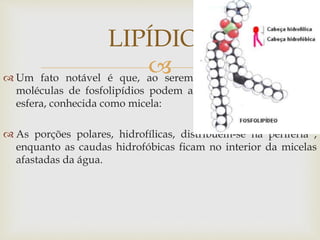  Um fato notável é que, ao serem colocadas em água, as
moléculas de fosfolipídios podem assumir o formato de um
esfera, conhecida como micela:
 As porções polares, hidrofílicas, distribuem-se na periferia ,
enquanto as caudas hidrofóbicas ficam no interior da micelas
afastadas da água.
LIPÍDIOS
 