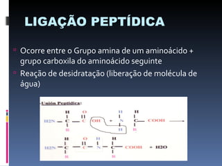 LIGAÇÃO PEPTÍDICA

 Ocorre entre o Grupo amina de um aminoácido +
  grupo carboxila do aminoácido seguinte
 Reação de desidratação (liberação de molécula de
  água)
 