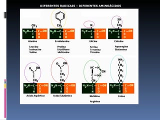 DIFERENTES RADICAIS – DIFERENTES AMINOÁCIDOS
 