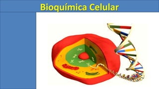 Bioquímica Celular
 