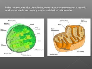 En las mitocondrias y los cloroplastos, estos citocromos se combinan a menudo
en el transporte de electrones y las vías metabólicas relacionadas.
 