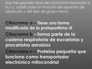  Hay tres grandes tipos de citocromos llamados a,
b y c, clasificados en función del espectro de
absorción y del tipo de grupo hemo.
 Citocromo a – Tiene una forma
modificada de la protoporfirina IX
 Citocromo b – forma parte de la
cadena respiratoria de eucariotas y
procariotas aerobios
 Citocromo c – Proteína pequeña que
funciona como transportador
electrónico mitocondrial
 