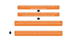 5. Gracias a las proteínas de los quilomicrones, estos llegan a un
tejido (adiposo o muscular)
6. En los capilares de los tejidos, los triglicéridos son hidrolizados y
los ácidos grasos y el glicerol son captados por la célula
7. Tejido muscular: Los ácidos grasos son oxidados para obtener energía.
Tejido adiposo: Los ácidos grasos son reesterificados para su almacenamiento.
*Los quilomicrones (aun contienen triglicéridos): Son dirigidos al hígado y son
usados para la obtención de energía o para la formación de cuerpos cetónicos
 