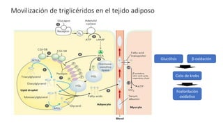 Movilización de triglicéridos en el tejido adiposo
Glucólisis β-oxidación
Ciclo de krebs
Fosforilación
oxidativa
 
