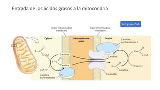 Entrada de los ácidos grasos a la mitocondria
Acil graso-CoA
 