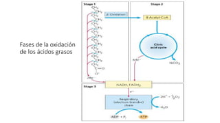 Fases de la oxidación
de los ácidos grasos
 