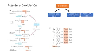 Ruta de la β-oxidación
Palmitil-CoA
(16C)
Miristil-CoA
(14C)
Acetll-CoA
(2C)
β-oxidación
 
