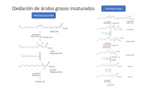 Oxidación de ácidos grasos insaturados
Monoinsaturado
Polinsaturado
 