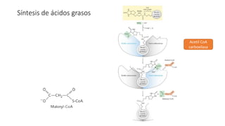 Síntesis de ácidos grasos
Acetil CoA
carboxilasa
 