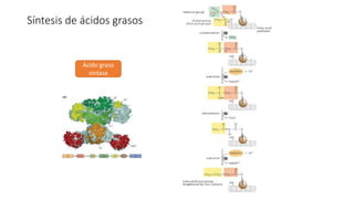 Síntesis de ácidos grasos
Ácido graso
sintasa
 