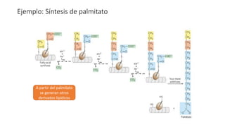 Ejemplo: Síntesis de palmitato
A partir del palmitato
se generan otros
derivados lipídicos
 