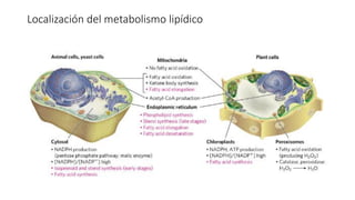 Localización del metabolismo lipídico
 