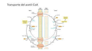 Transporte del acetil-CoA
 
