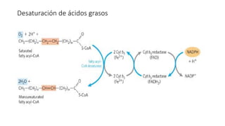 Desaturación de ácidos grasos
 