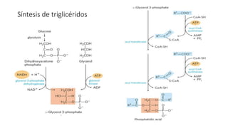 Síntesis de triglicéridos
 