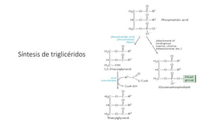 Síntesis de triglicéridos
 