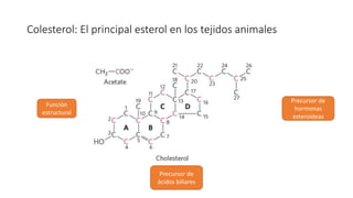 Colesterol: El principal esterol en los tejidos animales
Función
estructural
Precursor de
hormonas
esteroideas
Precursor de
ácidos biliares
 