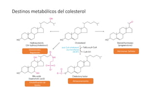 Destinos metabólicos del colesterol
Oxiesteroles:
Regulación
Hormonas: Señales
Almacenamiento
Emulsificación de
lípidos
 