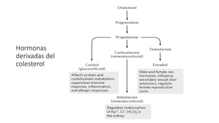 Hormonas
derivadas del
colesterol
 