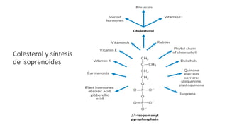 Colesterol y síntesis
de isoprenoides
 