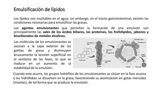 Los lípidos son insolubles en el agua; sin embargo, en el tracto gastrointestinal, existen las
condiciones necesarias para emulsificar las grasas.
Los agentes emulsionantes que permiten la formación de una emulsión son
principalmente las sales de los ácidos biliares, las proteínas, los fosfolípidos, jabones y
bicarbonatos de metales alcalinos.
Las moléculas de los emulsionantes se
asocian a la capa exterior de las
gotitas de grasa y disminuyen
bruscamente la tensión superficial en
el contacto de las fases, lo que se
traduce en un aumento de la
estabilidad de la emulsión.
Cuando esto ocurre, los grupos hidrófilos de los emulsionantes se sitúan en la fase acuosa
y los hidrófobos se disuelven en la grasa, favoreciendo su atomización en gotas menudas
(micelas), de tal forma que se produce la emulsión.
Emulsificación de lípidos
 