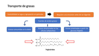 Transporte de grasas
Insolubilidad en agua y agrupación en goticulas Requiere una emulsión antes de ser digerido
Fuentes de ácidos grasos
Grasas consumidas en la dieta
Grasas almacenadas en las
células (adipocitos)
Grasas sintetizadas a partir de
glucosa (hígado)
Triglicéridos
 