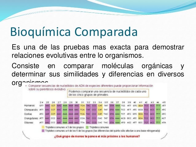Pruebas Bioquimicas De La Evolucion Wikipedia