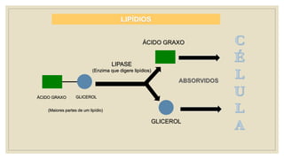 ÁCIDO GRAXO
LIPÍDIOS
LIPASE
(Enzima que digere lipídios)
ÁCIDO GRAXO
(Maiores partes de um lipídio)
GLICEROL
GLICEROL
 