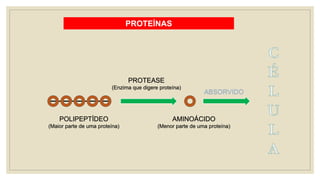 ABSORVIDO
PROTEÍNAS
POLIPEPTÍDEO
(Maior parte de uma proteína)
PROTEASE
(Enzima que digere proteína)
AMINOÁCIDO
(Menor parte de uma proteína)
 