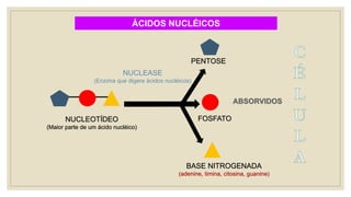 ÁCIDOS NUCLÉICOS
NUCLEOTÍDEO
(Maior parte de um ácido nucléico)
NUCLEASE
(Enzima que digere ácidos nucléicos)
FOSFATO
BASE NITROGENADA
(adenine, timina, citosina, guanine)
PENTOSE
 