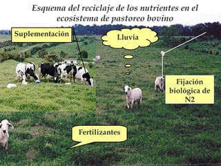 Esquema del reciclaje de los nutrientes en el
ecosistema de pastoreo bovino
Suplementación

Lluvia

Fijación
biológica de
N2

Fertilizantes

 