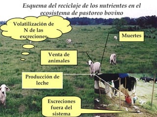 Esquema del reciclaje de los nutrientes en el
ecosistema de pastoreo bovino
Volatilización de
N de las
excreciones
Venta de
animales
Producción de
leche
Excreciones
fuera del
sistema

Muertes

 