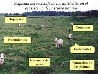 Esquema del reciclaje de los nutrientes en el
ecosistema de pastoreo bovino
Hojarasca
Consumo

Nacimientos
Excreciones
Ganancia de
peso

Extracción de
las plantas

 