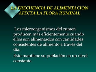 LA FRECUENCIA DE ALIMENTACION
AFECTA LA FLORA RUMINAL
Los microorganismos del rumen
producen más eficientemente cuando
ellos son alimentados con cantidades
consistentes de alimento a través del
día.
Esto mantiene su población en un nivel
constante.

 