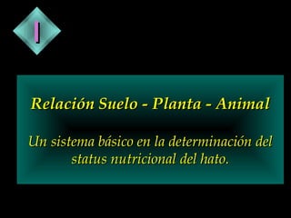 I
Relación Suelo - Planta - Animal
Un sistema básico en la determinación del
status nutricional del hato.

 