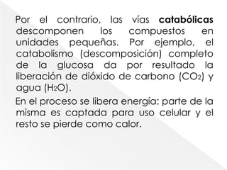 Por el contrario, las vías catabólicas descomponen los compuestos en unidades pequeñas. Por ejemplo, el catabolismo (descomposición) completo de la glucosa da por resultado la liberación de dióxido de carbono (CO2) y agua (H2O). En el proceso se libera energía: parte de la misma es captada para uso celular y el resto se pierde como calor.