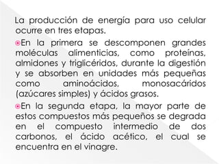 La producción de energía para uso celular ocurre en tres etapas. En la primera se descomponen grandes moléculas alimenticias, como proteínas, almidones y triglicéridos, durante la digestión y se absorben en unidades más pequeñas como aminoácidos, monosacáridos (azúcares simples) y ácidos grasos. En la segunda etapa, la mayor parte de estos compuestos más pequeños se degrada en el compuesto intermedio de dos carbonos, el ácido acético, el cual se encuentra en el vinagre.