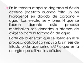 En la tercera etapa se degrada el ácido acético (acetato cuando falta un ión hidrógeno) en dióxido de carbono y agua. Los electrones y iones H que se liberan durante este proceso metabólico son donados a átomos de oxígeno para la formación de agua. Parte de la energía que se libera en este proceso catabólico impulsa la síntesis de trifosfato de adenosina (ATP), que es la energía que utilizan las células.