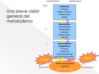                                                                                 CATABOLISMO                    ANABOLISMO                                                                         Nivel                                                                             1Una breve visión general del metabolismo                                                                              2                                                                               3                                                                Producción                                                                  Incorporación                                                 Polímeros:ProteínasÁcidos nucleicosPolisacáridosLípidosMonómeros:AminoácidosNucleótidosAzúcaresÁcidos grasosGlicerolIntermediarios metabólicos:PiruvatoAcetil-CoAIntermediarios del ciclo del ácido cítricoEnergíaEnergía Moléculas pequeñas sencillas:H2O  NH3  CO2