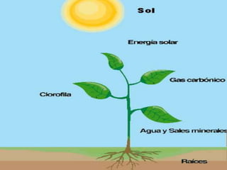 1.2. Características del metabolismo intermediario y energético:El metabolismo intermediario comprende todas las reacciones relacionadas con el almacenamiento y la generación de energía metabólica y con el empleo de esa energía en la biosíntesis de compuestos de bajo peso molecular y compuestos de almacenamiento de energía. Las reacciones del metabolismo intermediario pueden interpretarse como aquellas que no implican un molde de ácido nucleico, puesto que la información necesaria para especificar  cada reacción está incluida en la estructura de la enzima que cataliza esa reacción.El metabolismo intermediario representa fundamentalmente la biosíntesis, la utilización y la degradación de los compuestos de bajo peso molecular.