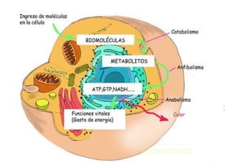 El metabolismo energético es la parte del metabolismo intermediario formada por las rutas que almacenan o generan energía metabólica.Las rutas centrales del metabolismo son básicamente las mismas en muchos organismos muy distintos, y explican las cantidades relativamente grandes de transferencia de masa y de generación de energía que se producen en el interior de una célula; son las rutas principales desde el punto de vista cuantitativo